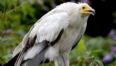 Fun Egyptian Vulture Facts For Kids | Kidadl