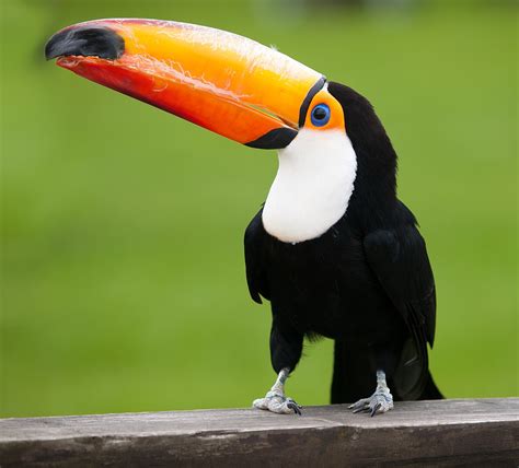 List of toucans - Wikipedia