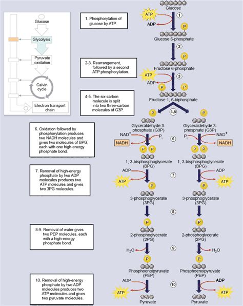 [DIAGRAM] Enzymatic Diagram Of Glycolysis - WIRINGSCHEMA.COM