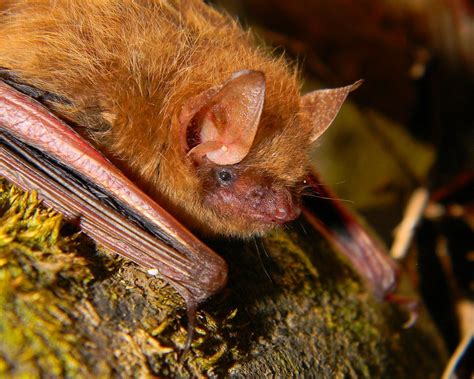 Eastern Pipistrelle at Bat Removal Pro | A short introduction