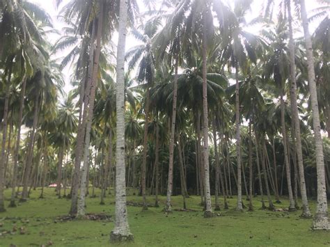 Kebun Kelapa