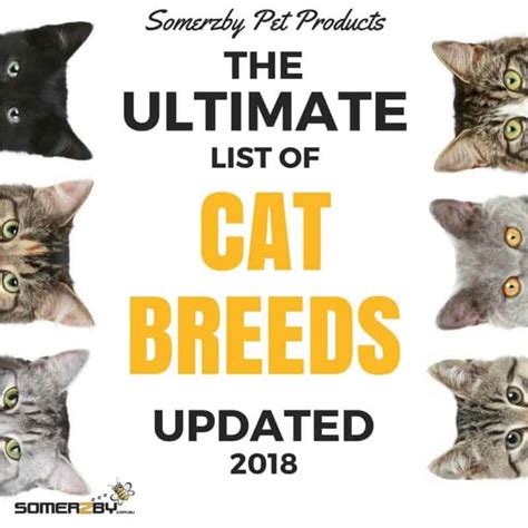 Cheapest Purebred Cat Breeds - Pets Lovers