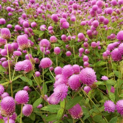 Gomphrena Seed - Rose Gomphrena Globosa Flower Seeds