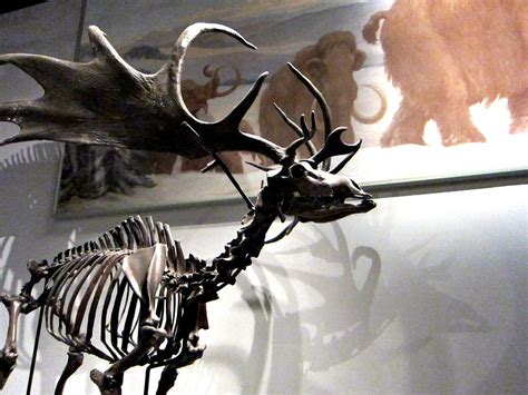 Field Museum: Irish Elk | Skeleton of an Irish Elk, the larg… | Flickr