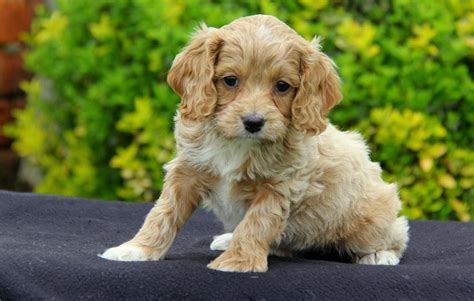 Cockapoo Puppies For Sale | Boise, ID #117225 | Petzlover