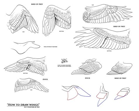 How to draw wings - resources by Fan-the-little-demon on DeviantArt