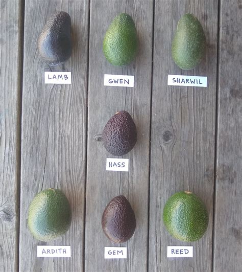 Hass-with-other-avocado-varieties - Greg Alder's Yard Posts: Food ...