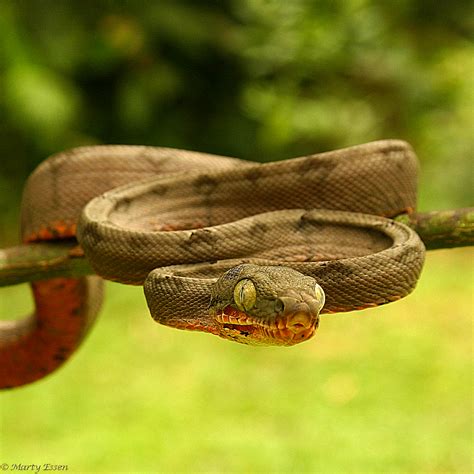 Amazon Tree Boa - Around the World with Marty Essen