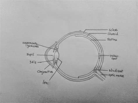 DRAW IT NEAT : How to draw human eye section