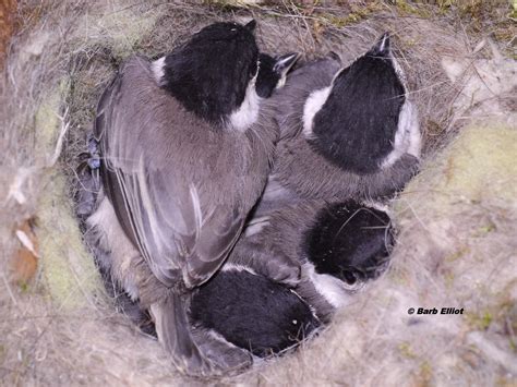 Carolina chickadee | backyardsfornature.org