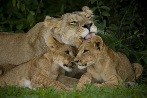 Lioness And Two Cubs Resting Photograph by Beverly Joubert