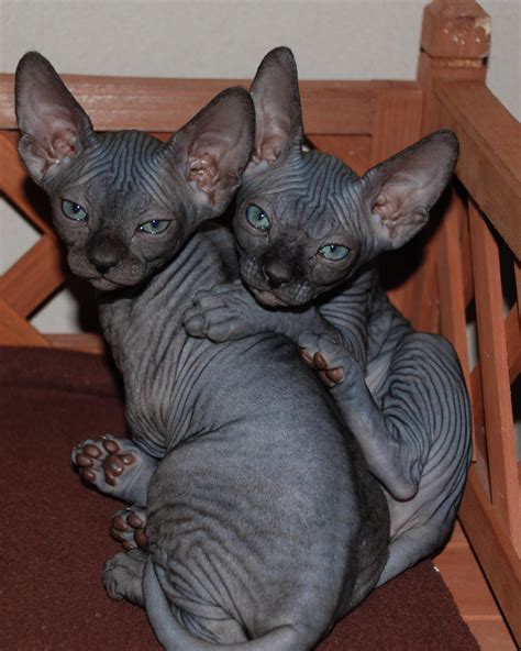 Two Sphynx kittens photo and wallpaper. Beautiful Two Sphynx kittens ...