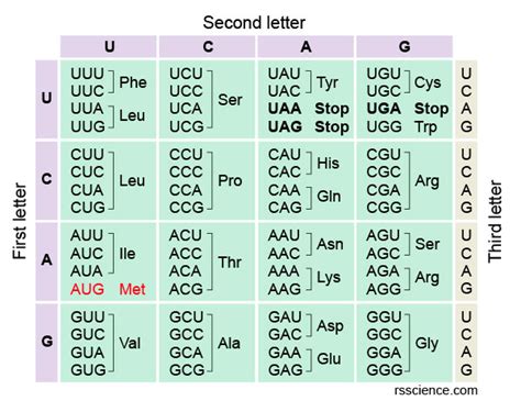 How to Read the Amino Acids Codon Chart? - Genetic Code and mRNA ...