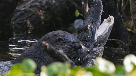 These Photos of an Otter Attacking an Alligator Proves Otters Are the ...