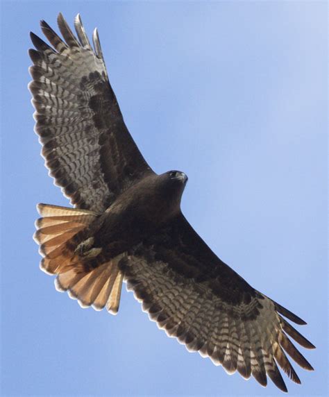 Red-tailed Hawk | San Diego Bird Spot