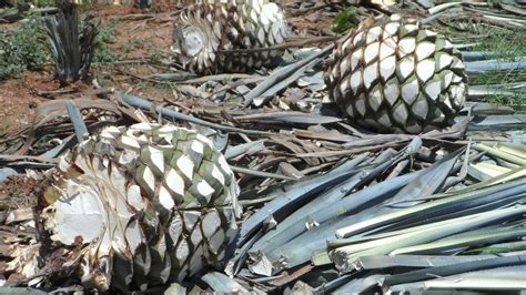 Bar-Vademecum › Mezcal. Part 8. Tequila – Agave, terroir, harvesting ...