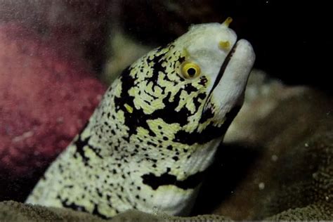 Moray Eel Size and Tank Size for Saltwater Eel Species