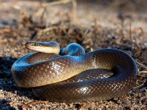 🔥 Brown Water Snake (Lycodonomorphus rufulus) from Melkbosstrand, South ...