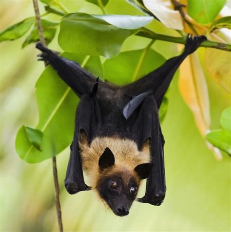 Fruit Bat - Bat Facts and Information