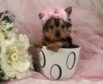 The Serious Facts Behind Teacup Puppies - All Pet News