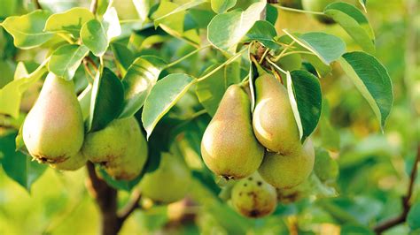 Pear tree Wallpapers Images Photos Pictures Backgrounds