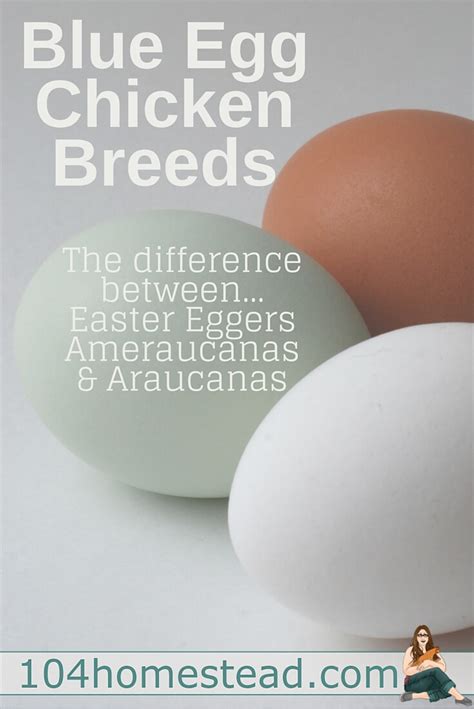 Blue Egg Chicken Breeds