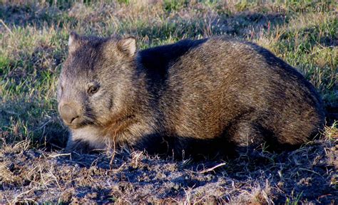 Australian Mammals: Common Wombat