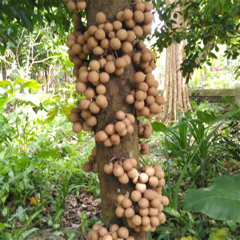 Sudah dua kali buah kepel diprangkokan, berselisih 12 tahun. Penjual ...