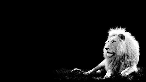 Black and White Lion Wallpapers - Top Free Black and White Lion ...