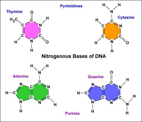 DNA basic structure | Dna, Nitrogenous base, Biology