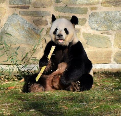 a panda bear sitting on the ground with a bamboo stick in it's mouth