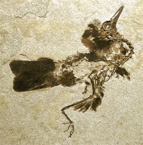 File:Fossil bird (Green River Formation, Lower Eocene; Fossil Lake ...