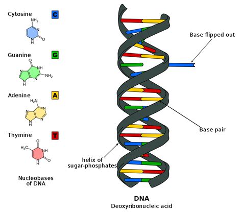 DNA base flipping - Wikipedia