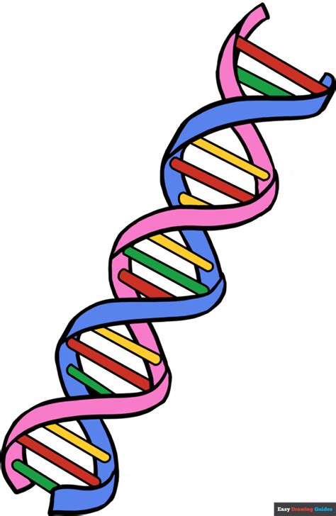 How To Make A Simple Dna Model For Kids