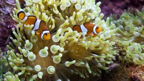 Best Clownfish Tank Mates for 10, 20, and 30 Gallon Tank - AquaticStories