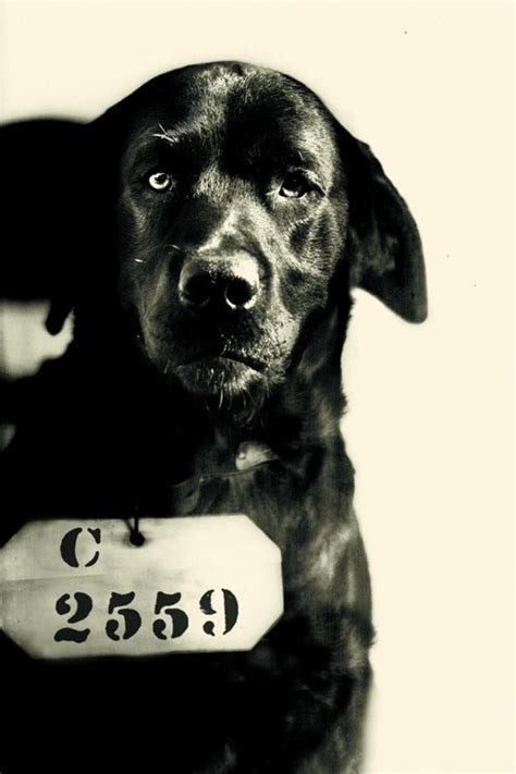 Pep the Prison Dog and the True Story Behind This “Murderer’s” Mugshot ...