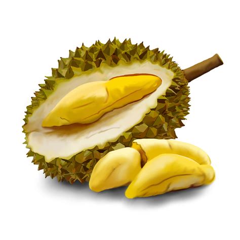 PNG Durian Transparent Durian.PNG Images. | PlusPNG