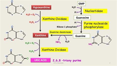 Purine catabolism