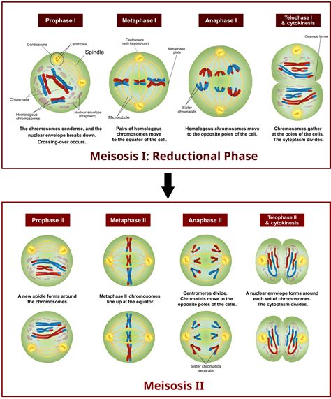 8 Stages Of Meiosis Diagram