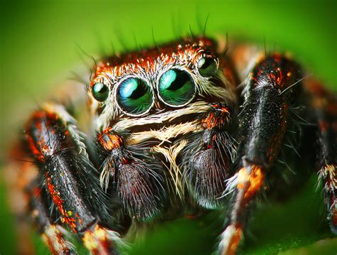 File:Flickr - Lukjonis - Male Jumping spider - Evarcha arcuata (Set of ...