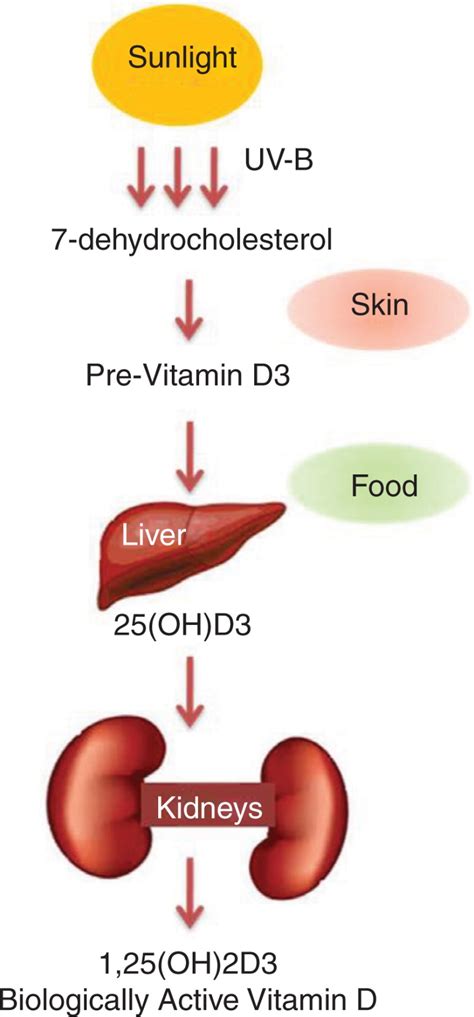 Vitamin D and Multiple Sclerosis: An Update - Multiple Sclerosis - NCBI ...