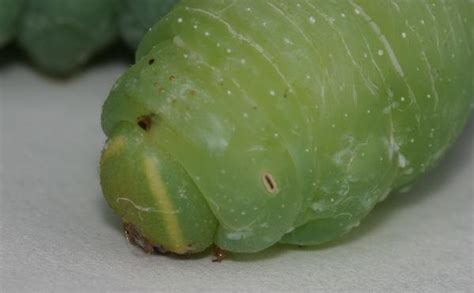 Large Sphinx Caterpillar | The Backyard Arthropod Project