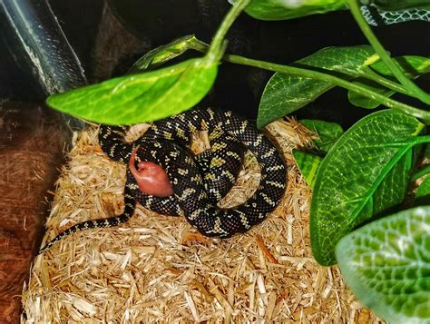 Florida kingsnake feeding | Arachnoboards