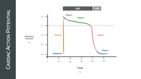 The Cardiac Action Potential