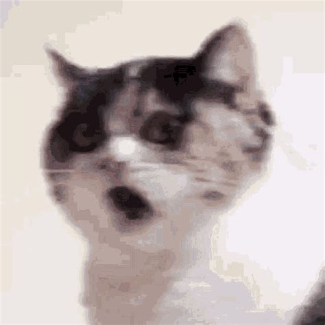 Cat Fart GIF - Cat Fart Poop - Discover & Share GIFs