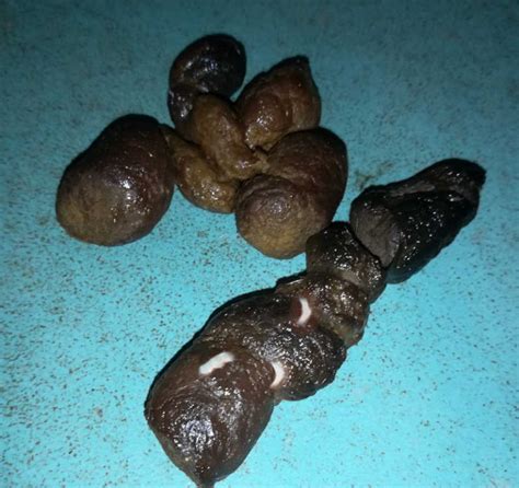 Worms in Cat Poop - With Pictures & Veterinarian Advice - Cat-World