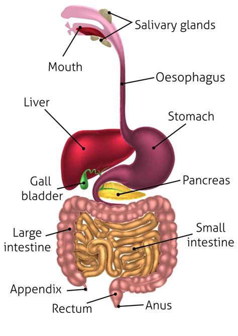 Disconnected Digestion What Causes It - Pivotal Chiropractic