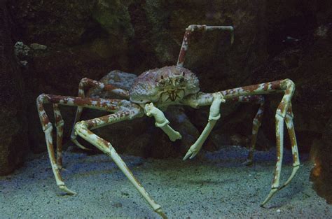 Creatures of the Deep: Giant Spider Crab | Offshore Supply