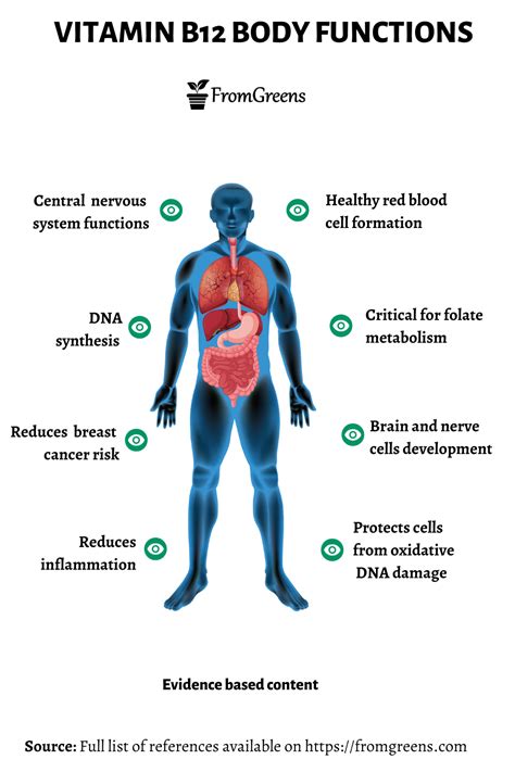 Vitamin B12 Health Benefits - Evidence Based Content