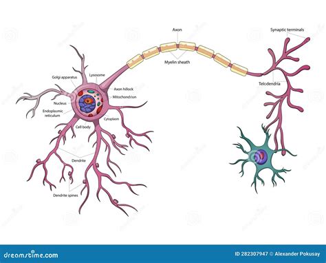 Neuron Structure Diagram Medical Science Stock Vector - Illustration of ...